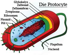 prokarrot|prokaryoten beispiele.